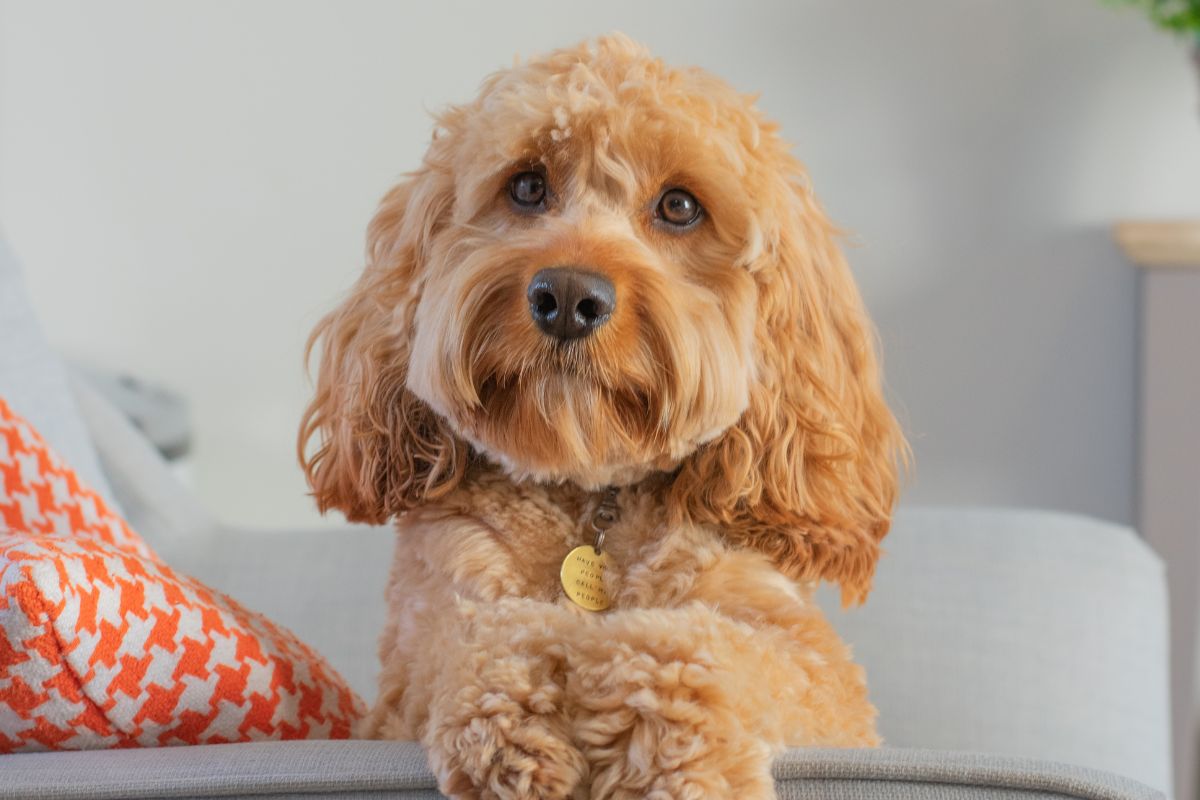 Le Cavapoo : Tout ce que vous devez savoir sur ce chien croisé adorable