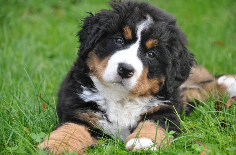 Comment bien choisir ses croquettes chien sans céréales ?